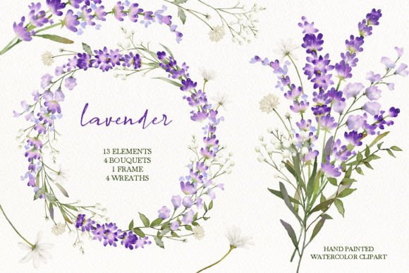 h1Watercolor Lavender Floral Illustrations for Local Branding and Packaging Design/h1