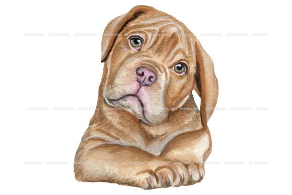 Watercolor Dogue De Bordeaux Puppy Illustrations for Local Brand Charm